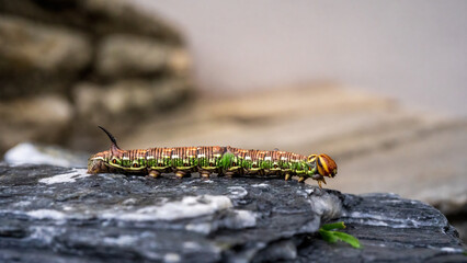 a interesting colorful butterfly caterpillar,a sphinx pinastri, with a black horn on the back, in the garden at a summer day