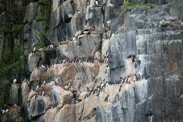 Thick-billed Murres colony at Alkefjellet bird cliff. Home to over 60,000 pairs of Brunnichs Guillemots. Hinlopen, Spitsbergen, Svalbard archipelago, Norway