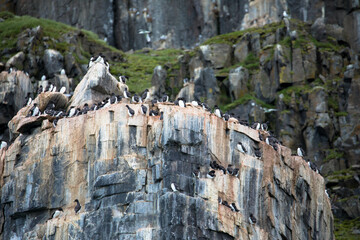 Fototapeta na wymiar Thick-billed Murres colony at Alkefjellet bird cliff. Home to over 60,000 pairs of Brunnichs Guillemots. Hinlopen, Spitsbergen, Svalbard archipelago, Norway