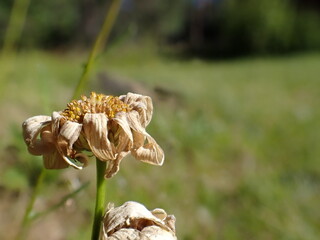 A white flower withering on an autumn meadow
