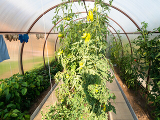 bushes with green sweet peppers in greenhouse on sunny summer evening