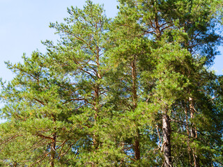 Fototapeta premium pine grove under blue sky on sunny summer day