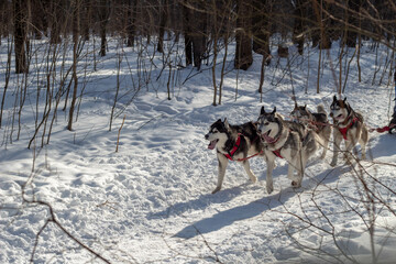 sled dogs in snow