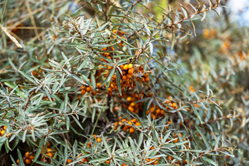 Bush of ripe wild sea buckthorn close-up. Nature of Normandy, France.