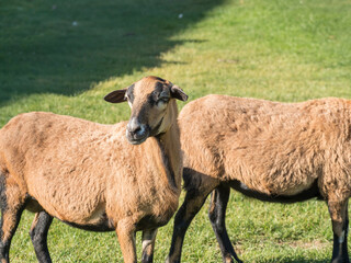 Portrait of Cameroon sheep, Cameroon Dwarf sheep on green grass pasture, looking into the lens, selective focus.