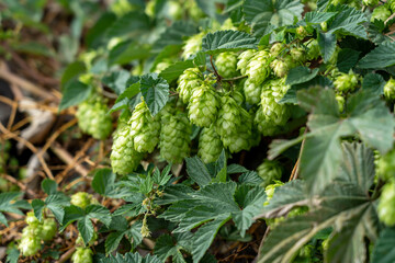 Branches with hop cones close-up. Nature of Normandy, France.