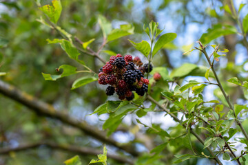 Branches of wild ripe blackberries close-up. Nature of Normandy, France.