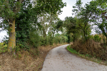 Path among wide fields, pastures, trees, cloudy weather. Nature of Normandy, France.