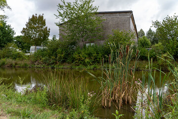 A pond overgrown with grass and reeds. Nature of Normandy, France.