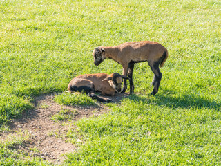 Two cute lambs of Cameroon sheep, Cameroon Dwarf sheep plays on green grass pasture, selective focus.
