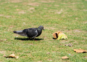 A dove and fallen dried leaves of a plane tree on the green grass of the Champ de Mars near the Eiffel Tower on a sunny summer day.