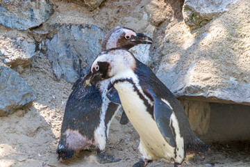 cute penguins in a zoo