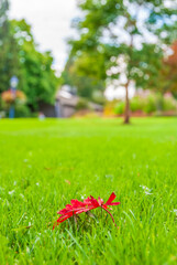 A red leaf on green lawn. Shallow depth of field. Focus on the leaf.