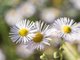 Close up of a white color Erigeron annuus, annual fleabane, daisy fleabane flower against a bright nature defocused background, selective focus, copy space