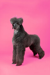 black poodle  on pink background