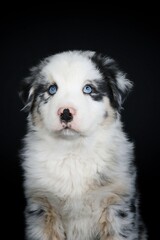 puppy australian shepherd in studio 