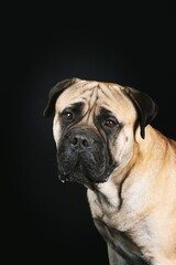 portrait of bullmastiff dog in studio 