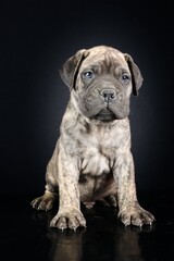 bullmastiff puppy in black background 