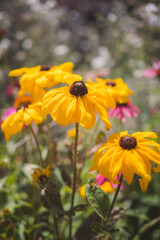 flowers in the garden