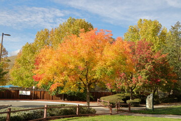 Cottonwood and Willow trees in Autumn, Danville, California