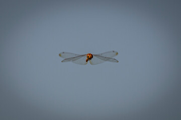 Dragonfly suspended in midair