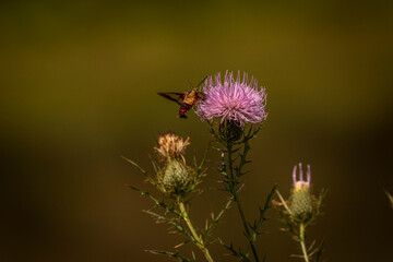 Clearwing Hummingbird Moth collects nectar from thistle flowers