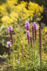 flowers in the garden