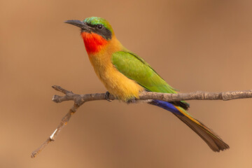 Colorful red-throated bee-eater - Merops bulocki - perched with dark yellow background. Picture from Janjabureh in the Gambia.