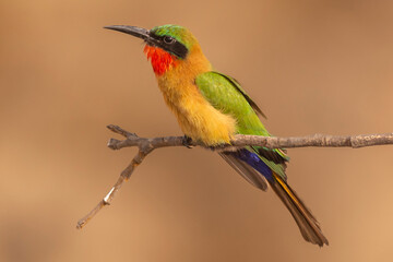 Colorful red-throated bee-eater - Merops bulocki - perched with dark yellow background. Picture from Janjabureh in the Gambia.	