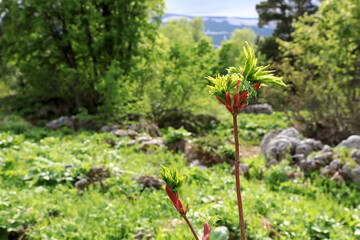 Fototapeta na wymiar Acer platanoides blooming at Lago-Naki Plateau