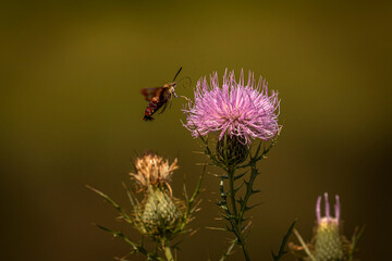 Clearwing Hummingbird Moth collects nectar from thistle flowers