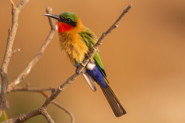 Colorful red-throated bee-eater - Merops bulocki - perched with dark yellow background. Picture from Janjabureh in the Gambia. - obrazy, fototapety, plakaty