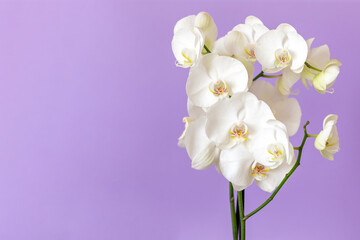 Fototapeta na wymiar Blossoming white phalaenopsis orchid on pastel purple background with copy space for the text on the left side of the frame