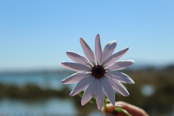 le pouvoir des fleurs 