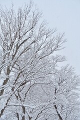 雪が積もった木の枝　雪の背景