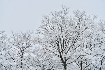 雪が積もった木　雪の背景素材