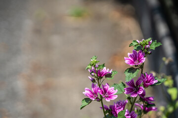 初夏の散歩の道沿いでひと際目立つ紫のゼラニウム