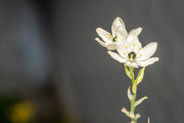 背の高いクロホシオオアマナの白い花、有利な位置で目立つ - obrazy, fototapety, plakaty