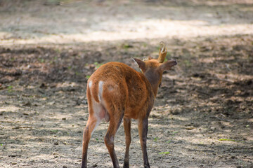 Cub of deer