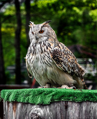 Eagle owl on the stump. Latin name - Bubo bubo