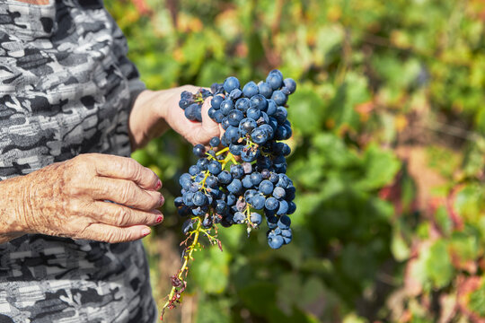 Mano de anciana sosteniendo un racimo de uvas en el vi&ntilde;edo.