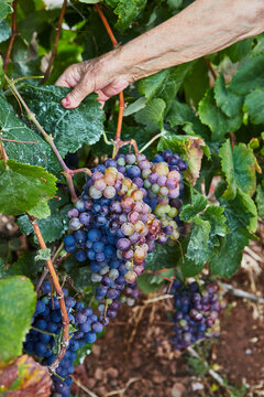 Racimos de uvas en parras, con mano sujetando hojas.