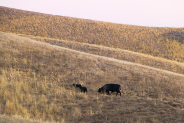 Grazing cow and calves in Sycamore Valley Open Space, Danville, California