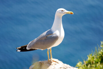 Gaviota argéntea(Larus michahellis).Parque Natural de Sa Dragonera.Andratx.Ponent.Mallorca.Baleares.España.