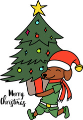 Dachshund dog with Christmas tree, carrying the gift in elf costume, funny Christmas dog.  Holiday dachshund and Christmas scene. Christmas and New Year background.