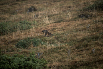 red tailed deer