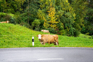 cows graze in the alpine meadow. Alps postcard, trip through the mountains concept