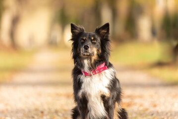 proud beautiful Australian Shepherd dog in black tri color in front of blurred forest background...