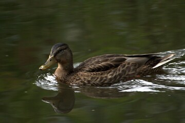 duck on the water
