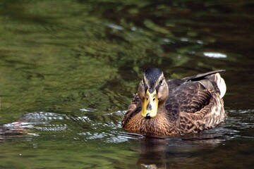 duck in the water